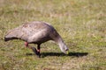 A Cape Barren Goose feeding in the Flinders Chase National Park on May 8th 2021