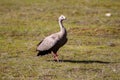 A Cape Barren Goose feeding in the Flinders Chase National Park on May 8th 2021