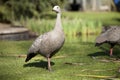 Cape Barren goose on grass in sunlight