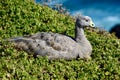 A Cape Barren Goose on Phillip Island, Australia