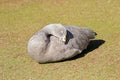 Cape Barren Island Goose with pale gray plumage, yellow cere sun Royalty Free Stock Photo