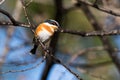 Cape Batis Batis Capensis