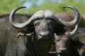 Cape Buffalo Royalty Free Stock Photo