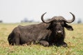 cape buffalo