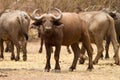 Cape buffalo Royalty Free Stock Photo