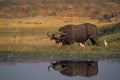 Cape buffalo