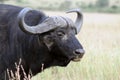 Cape Buffalo Royalty Free Stock Photo