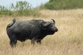 Cape Buffalo, Afrikaanse buffel, Syncerus caffer Royalty Free Stock Photo