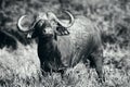 Cape buffalo bull in black and white highly focused