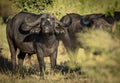 Male cape buffalo with grass in its mouth standing head on facing camera in Moremi Okavango Delta Botswana