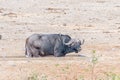 Cape Buffalo bull standing inside a water trough Royalty Free Stock Photo