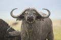 Cape Buffalo Bull (Syncerus caffer) in Tanzania Royalty Free Stock Photo