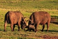Cape Buffalo Bulls Fighting Royalty Free Stock Photo