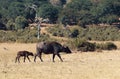 Cape Buffalo with calf at Chobe, Botswana safari wildlife Royalty Free Stock Photo
