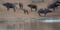 Cape Buffalo calf with herd [syncerus caffer] drinking at a waterhole in Africa Royalty Free Stock Photo