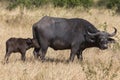 Cape buffalo with calf, Syncerus caffer, Masaimara, Africa Royalty Free Stock Photo