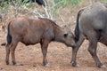 Cape Buffalo calf [syncerus caffer] with mother in Africa Royalty Free Stock Photo