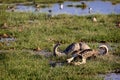 Cape Buffalo Carcass Bones