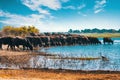 Cape Buffalo at Chobe river, Botswana safari wildlife Royalty Free Stock Photo