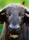 Cape buffalo at close range staring at camera