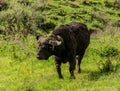 Cape Buffalo