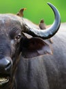 Creative view of a buffalo with oxpeckers