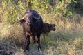 Cape buffalo cow with calf Royalty Free Stock Photo