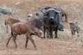 Cape Buffalo cow with her calf [syncerus caffer] in Africa Royalty Free Stock Photo
