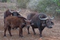 Cape Buffalo cow with her calf [syncerus caffer] in Africa Royalty Free Stock Photo