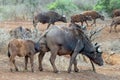 Cape Buffalo cow with her nursing calf [syncerus caffer] in Africa Royalty Free Stock Photo