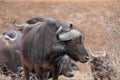 Cape Buffalo cow with herd [syncerus caffer] in Africa Royalty Free Stock Photo