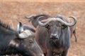 Cape Buffalo cow in South Africa Royalty Free Stock Photo