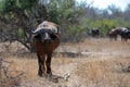 Cape Buffalo cow [syncerus caffer] with herd in Kruger National Park in South Africa Royalty Free Stock Photo