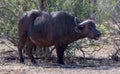 Cape Buffalo cow [syncerus caffer] in Kruger National Park in South Africa Royalty Free Stock Photo