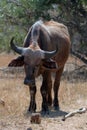 Cape Buffalo cow [syncerus caffer] in Kruger National Park in South Africa Royalty Free Stock Photo