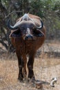 Cape Buffalo cow [syncerus caffer] with oxpecker bird on nose in Kruger National Park in South Africa Royalty Free Stock Photo