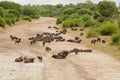 Cape Buffalo in dried river bed Royalty Free Stock Photo