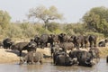 Cape Buffalo drinking, South Africa Royalty Free Stock Photo