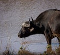 A Cape Buffalo drinking at a waterhole in Africa. Royalty Free Stock Photo