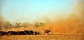 Cape Buffalo & Dust, Zimbabwe