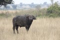 Cape buffalo eating grass in Queen Elizabeth National Park, Uganda Royalty Free Stock Photo