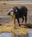 Cape buffalo eats hippo grass from a marsh