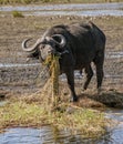 Cape buffalo eats hippo grass from a marsh