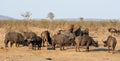 Cape Buffalo And Elephant Royalty Free Stock Photo