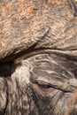 Cape Buffalo face close-up with small eye and texture Royalty Free Stock Photo