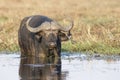 A cape buffalo feeding in Choebe river Royalty Free Stock Photo