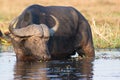 Cape buffalo feeding in river Royalty Free Stock Photo