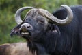 Cape Buffalo Flehmen Response