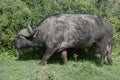 Cape Buffalo foraging, Addo Elephant National Park