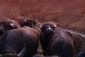 Cape Buffalo Herd on the background of red soil. Horizontal with copy space for text and design about cattle and nowt